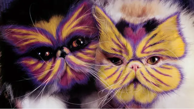 Why Paint Cats