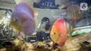 Pekerja menyelesaikan pembuatan aquascape air tawar di Nickz Aquascape, Serpong, Tangerang Selatan, Banten, Selasa (20/10/2020). Aquascape yang tersedia dalam berbagai ukuran tersebut dijual dengan harga Rp 8,5 juta hingga Rp 350 juta. (merdeka.com/Dwi Narwoko)