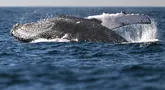 Paus bungkuk dengan nama ilmiah Megaptera novaeangliae, terlihat melompat di pantai Niteroi, negara bagian Rio de Janeiro, Brasil, Kamis (20/6/2024). (MAURO PIMENTEL / AFP)