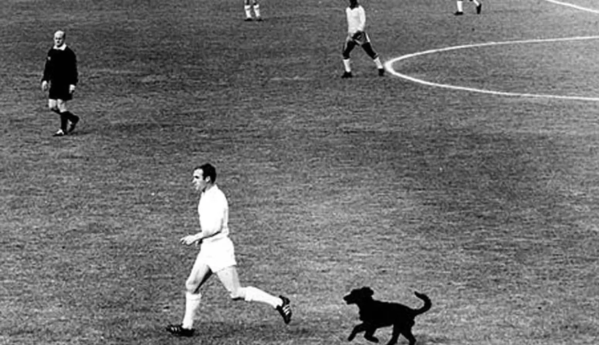 Seekor anjing liar berlari ke lapangan di Vina del Mar, Chili, saat pertandingan perempat final Piala Dunia Inggris melawan Brasil (istimewa)
