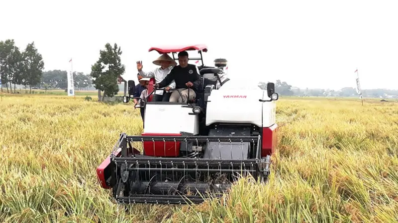 Petani OKU Timur Panen Perdana Padi Sehat Bebas Residu