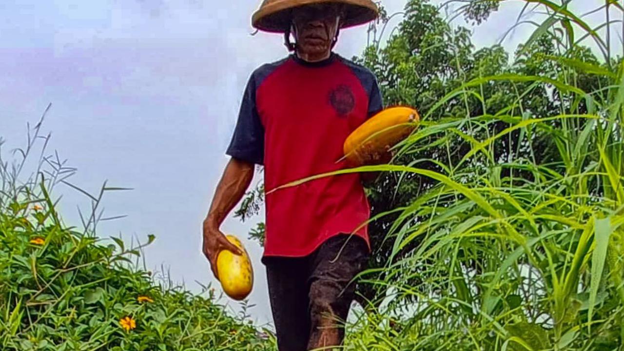 FOTO: Geliat Petani Panen Timun Suri, Buah yang Hanya Ada Saat Ramadan