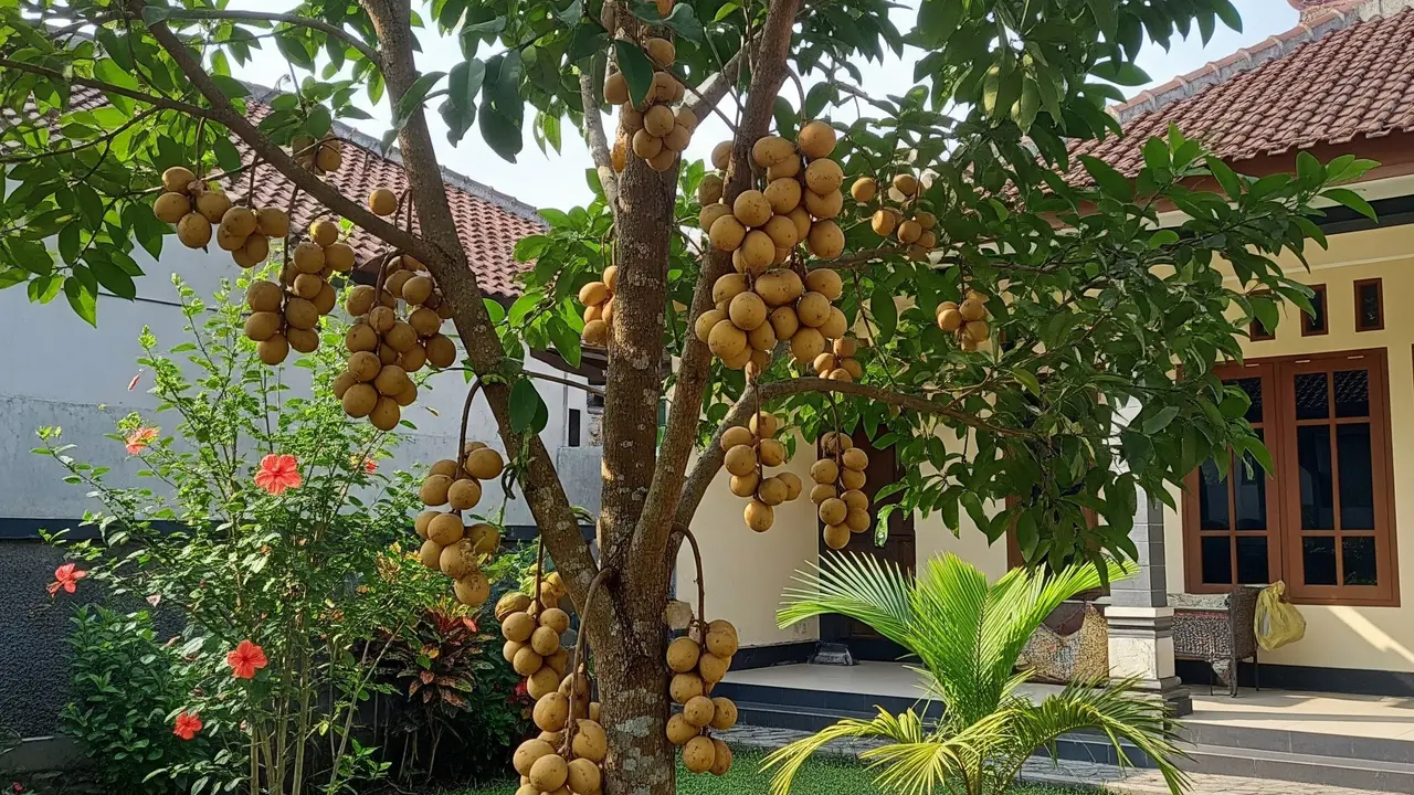 Ilustrasi Buah Duku