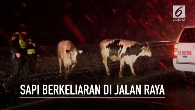 Sekelompok sapi berkeliaran di jalan raya usai truk yang membawanya mengalami kecelakaan.