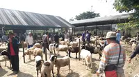 Kesibukan para pedagang beriku ratusan hewan kurban jenis domba di salah satu pasar hewan di Garut, Jawa Barat menjelang Idul Adha 1445 H/2024. (Liputan6.com/Jayadi Supriadin)