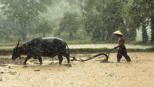 Ilustrasi petani