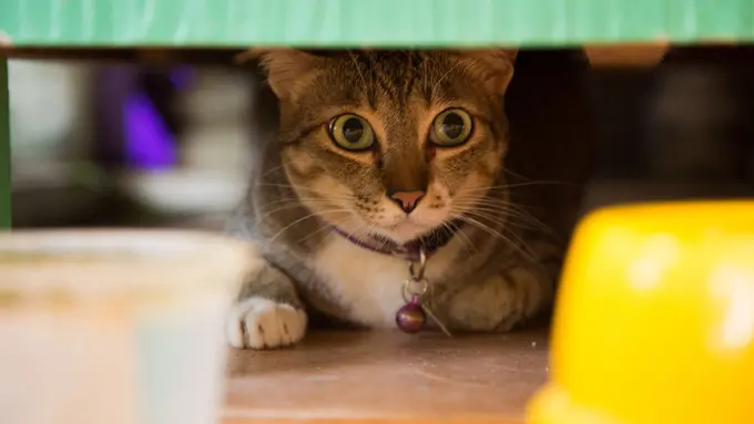 Bisa Hitungan Bulan, Pahami Berapa Lama Kucingmu Beradaptasi pada Rumah Barunya