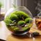 Lumut dan Terrarium Mini yang Bisa Jadi Media Relaksasi Sederhana di Rumah (Gemini AI)