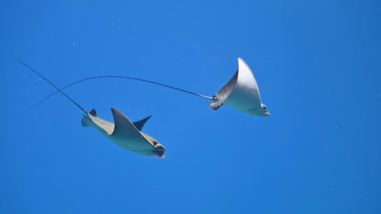 Bukan Anglerfish, Ini Ikan yang Dinobatkan Paling Cerdas Menurut Ilmuwan