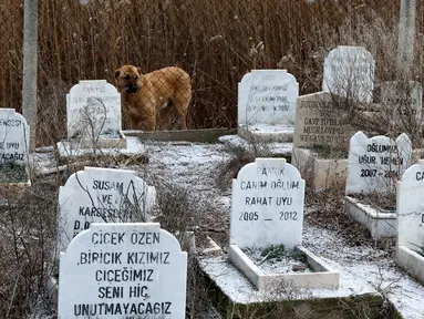 Foto yang diambil pada 15 Januari 2022 ini menunjukkan seekor anjing di dekat kuburan di Pemakaman untuk tempat hewan peliharaan dimakamkan di Ankara, Turki. Pemakaman hewan, yang didirikan oleh Kota Metropolitan Ankara pada tahun 1997, tidak digunakan lagi sejak tahun 2014. (Adem ALTAN/AFP)