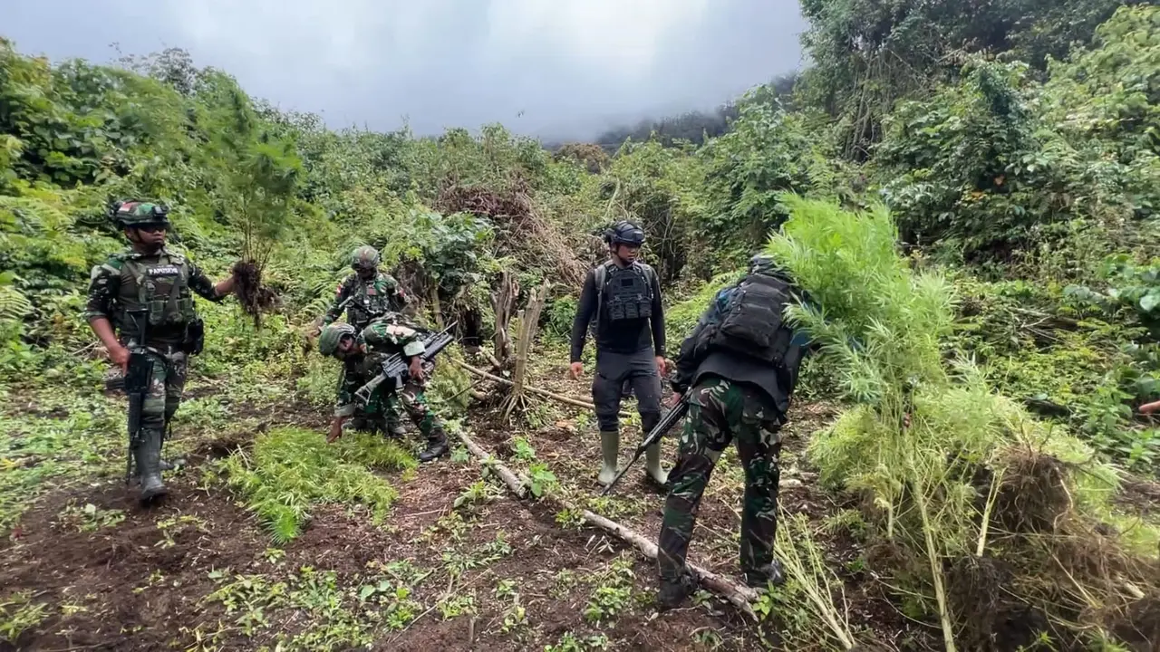 Kebun ganja di Papua disamarkan di antara ubi dan jagung