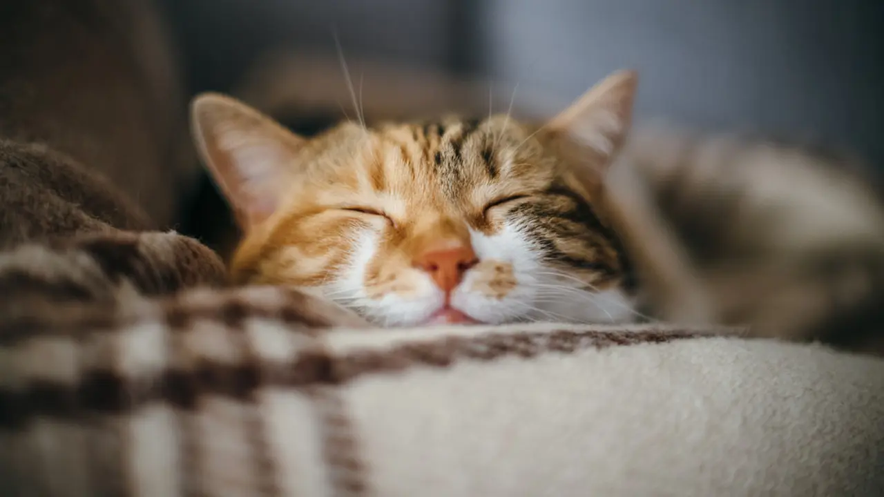 Ilustrasi kucing