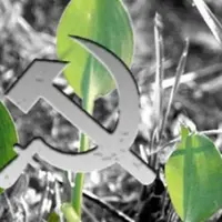 Tanaman genjer yang identik dengan PKI ini ternyata memiliki banyak manfaat untuk tubuhmu, lho.