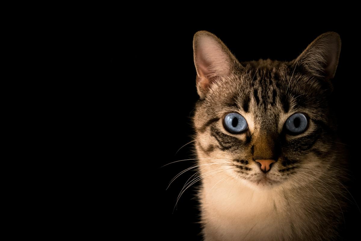Ilustrasi Kucing