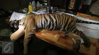 Harimau Sumatera usai menjalani operasi di Taman Nasional Batang Gadis, Sumut, Senin (30/11/2015). Harimau tersebut harus menjalani operasi karena kakinya terluka dan membusuk akibat terkena perangkap Rusa. (Foto: Ori Kakigunung)