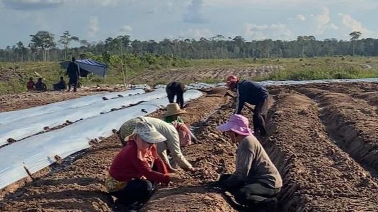 Kementan Asistensi Teknologi di Lahan Food Estate Gunungmas Kalteng