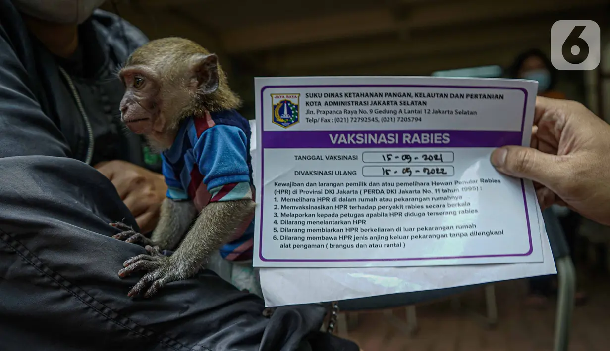 Petugas memberikan kartu vaksin rabies kepada pemilik monyet di kantor kelurahan Petukangan Selatan, Jakarta, Rabu (15/9/2021). Dinas Ketahanan Pangan dan Pertanian memberikan vaksinasi rabies bagi hewan peliharaan milik warga untuk mengantisipasi penyakit rabies. (Liputan6.com/Faizal Fanani)