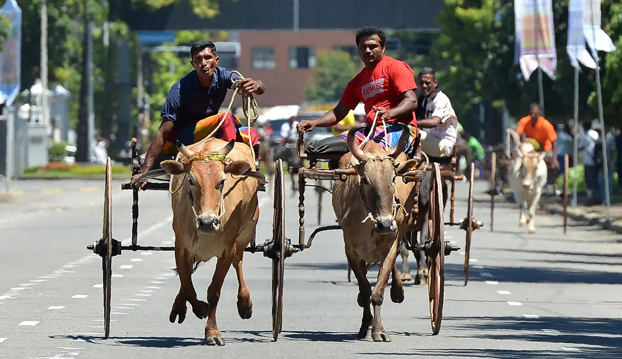 Dua peserta berusaha mengendalikan hewan ternaknya saat mengikuti perlombaan balap kereta sapi selama festival tradisional menjelang perayaan Tahun Baru Hindu, Sinhala dan Tamil di Kolombo, Sri Lanka, Minggu (1/4). (LAKRUWAN WANNIARACHCHI/AFP)