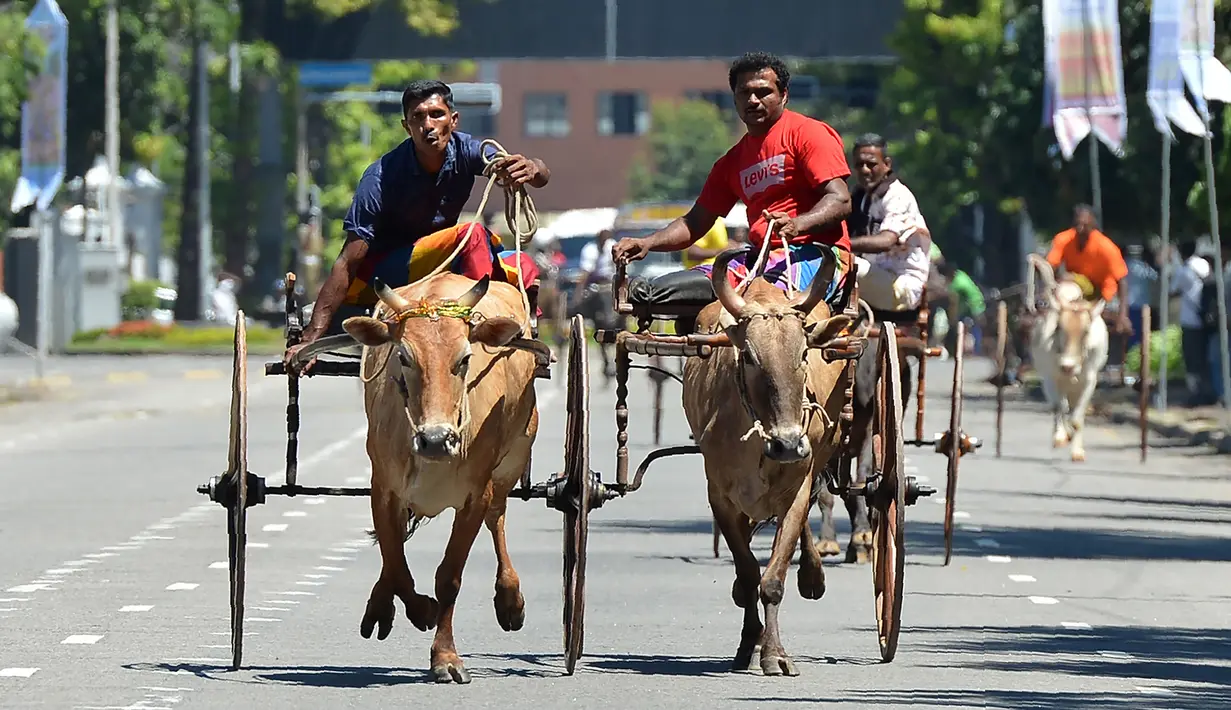 Dua peserta berusaha mengendalikan hewan ternaknya saat mengikuti perlombaan balap kereta sapi selama festival tradisional menjelang perayaan Tahun Baru Hindu, Sinhala dan Tamil di Kolombo, Sri Lanka, Minggu (1/4). (LAKRUWAN WANNIARACHCHI/AFP)