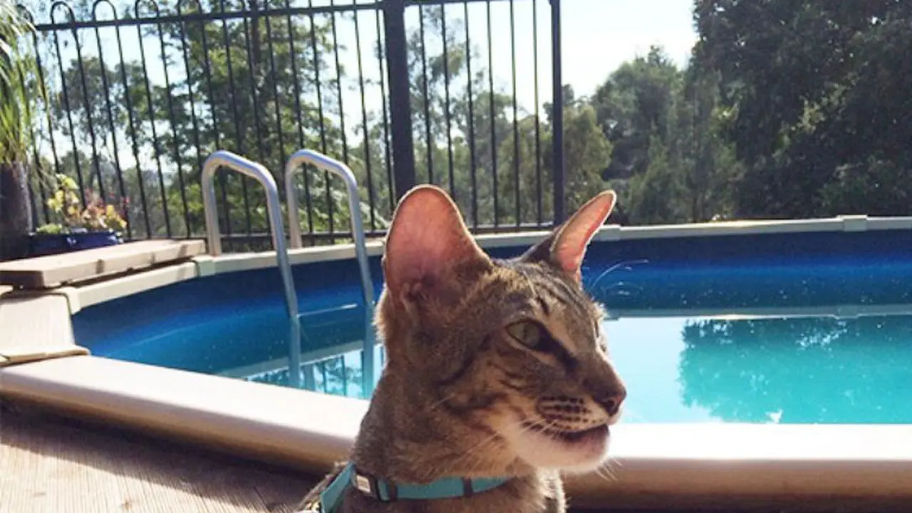 Tersengat Lebah, Wajah 10 Kucing Ini Jadi Makin Menggemaskan