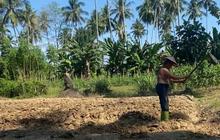 Fakta Menarik: Harga Pupuk Bersubsidi Turun 20%, Petani Sulbar Harap Pengawasan Diperketat