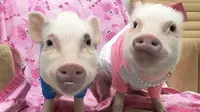 Dua babi kecil berwarna merah muda ini tak hanya menggemaskan, tapi juga menjadi bintang di Instagram. 