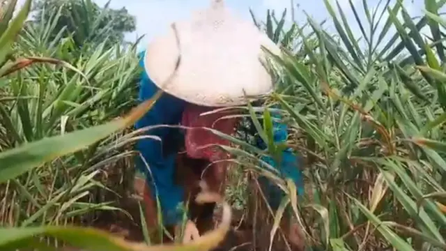 Selain menjual jahe dalam bentuk segar, kalangan petani di kampung Parung mulai terbiasa menjual bibit jahe merah dengan kualitas mumpuni, sehingga menghasilkan panen yang melimpah.