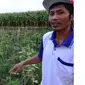 Petani khawatir masuknya jagung impor akan menggerus harga jagung lokal.