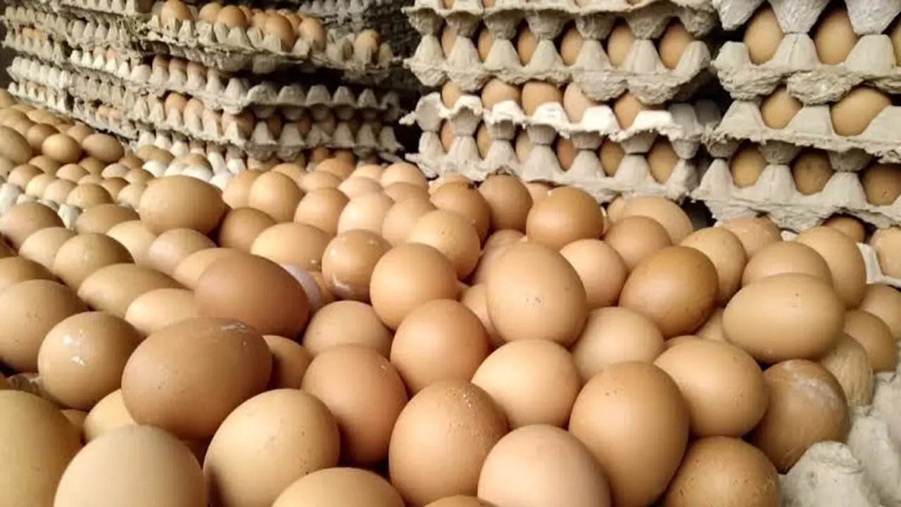 Ilsutrasi Telur (Istimewa)