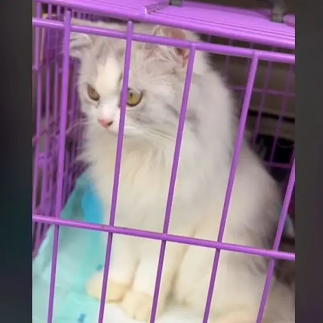 Kucing yang Dicekoki Miras Ditampilkan di Sidang yang Dihadiri Komunitas Pecinta Satwa