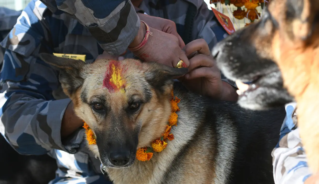Personel kepolisian Nepal memberikan kalung bunga dan bubuk merah di dahi anjing polisi selama perayaan festival Tihar di Kathmandu, Selasa (6/11). Dalam kepercayaan Hindu, anjing adalah perantara untuk Yamaraj atau Dewa Kematian. (PRAKASH MATHEMA/AFP)