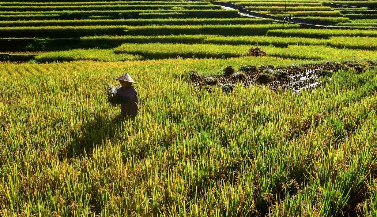 Diharapkan melalui, kebijakan harga gabah yang stabil mampu meningkatkan daya beli petani di berbagai daerah. Tampak dalam foto, petani memanen padi jenis Ciherang di Terasering Cisalada, Bogor, Jawa Barat, Minggu (12/4/2006(. (merdeka.com/Arie Basuki)
