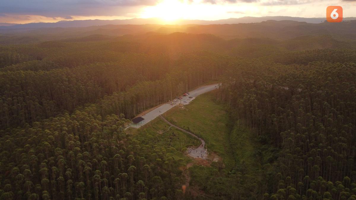 5 Peran dan Fungsi Ekosistem Hutan Tropis, Penghasil Oksigen dan Mencegah Bencana Alam