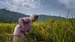 Seorang wanita suku Karbi memanen padi di ladang di pinggiran Gauhati, India, Senin (23/5/2022). Suku Karbi adalah salah satu komunitas etnis utama di India Timur Laut yang sebagian besar terkonsentrasi di distrik perbukitan Karbi Anglong di Assam. (AP Photo/Anupam Nath)