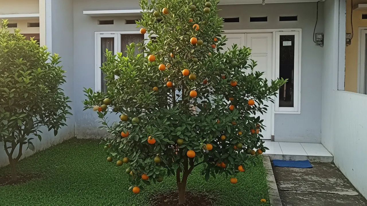 13 Pohon Buah Mini untuk Rumah Tipe 36 Tinggi di Bawah 2 Meter, Bikin Hunian Asri