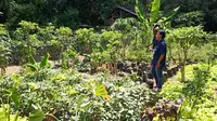 Foto: Lahan pertanian dengan sistem organik yang dikelola Bengkel Misi, Maumere, Kabupaten SIKKA, NTT (Liputan6.com/Dion)