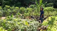 Simsalabim, Anak Muda Maumere Sulap Lahan Kosong Jadi Kebun Organik