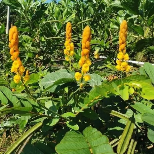 Daun Gelinggang (Foto: Tokopedia)