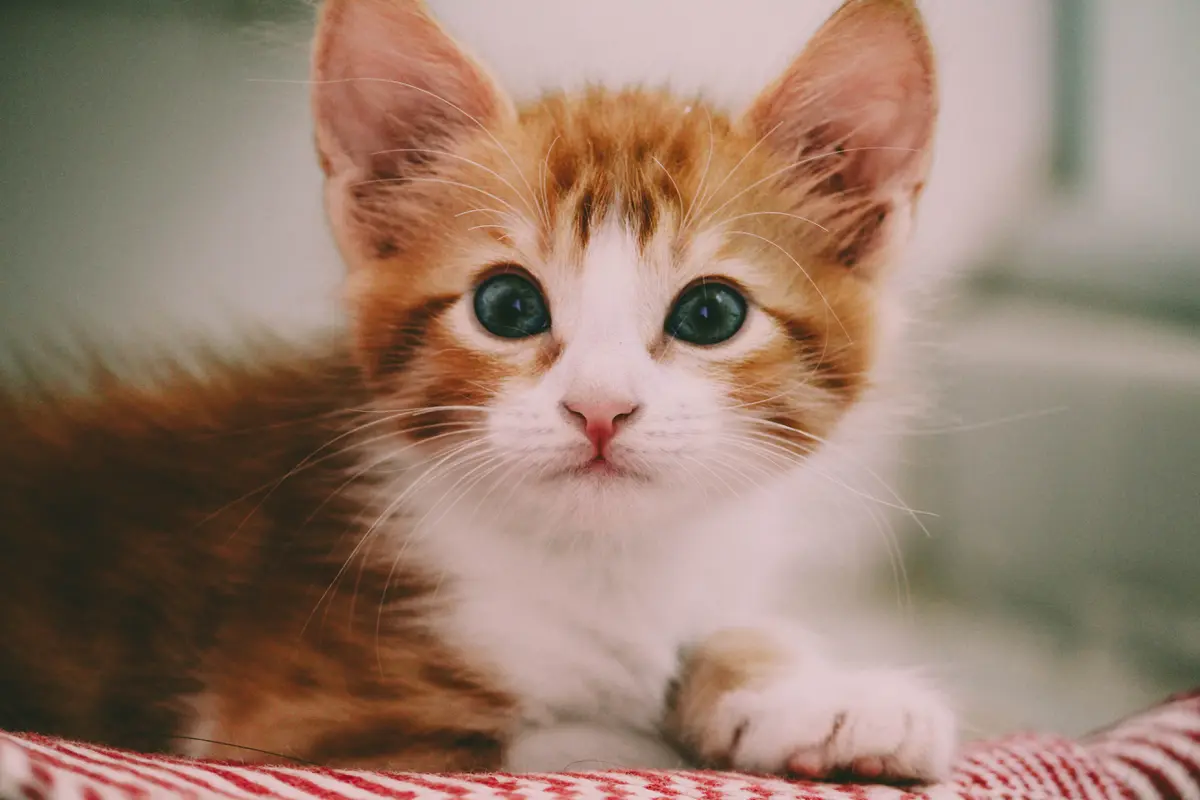 Kucing