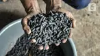 Petugas menunjukkan bahan bakar nabati yang telah berbentuk pelet di Sekretariat Gerakan Ciliwung Bersih, Karet Bivak, Jakarta, Kamis (13/10/2022). Proses pengolahan sampah melalui Teknologi Olah Sampah Sungai (TOSS) yang diproses menjadi batu bara nabati berbentuk pelet tersebut dapat digunakan untuk bahan bakar kompor rumah tangga sebagai alternatif gas LPG. (merdeka.com/Iqbal S. Nugroho)