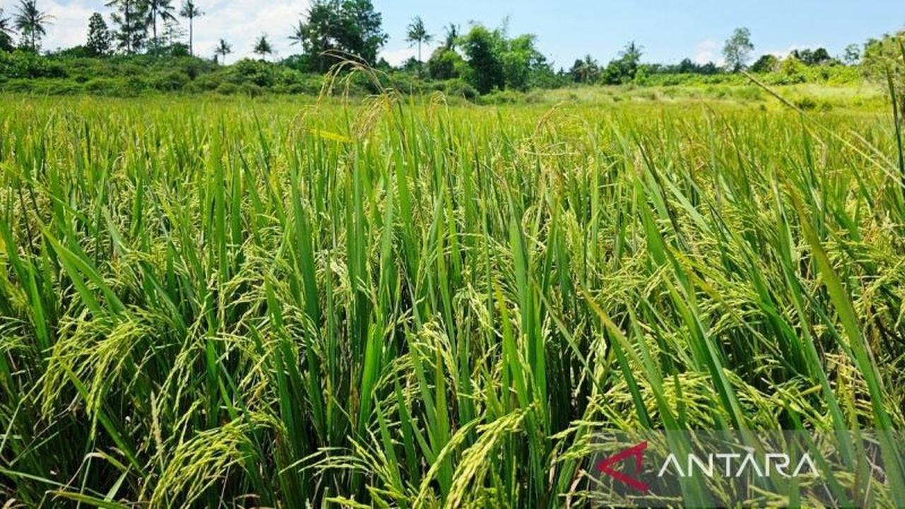 Meningkatkan Produksi Padi, Natuna Melangkah Menuju Swasembada Pangan di Perbatasan Utara Indonesia