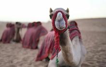 Arab Saudi akan Terbitkan Paspor Khusus Unta, Alasannya Agar Punya Identittas Resmi