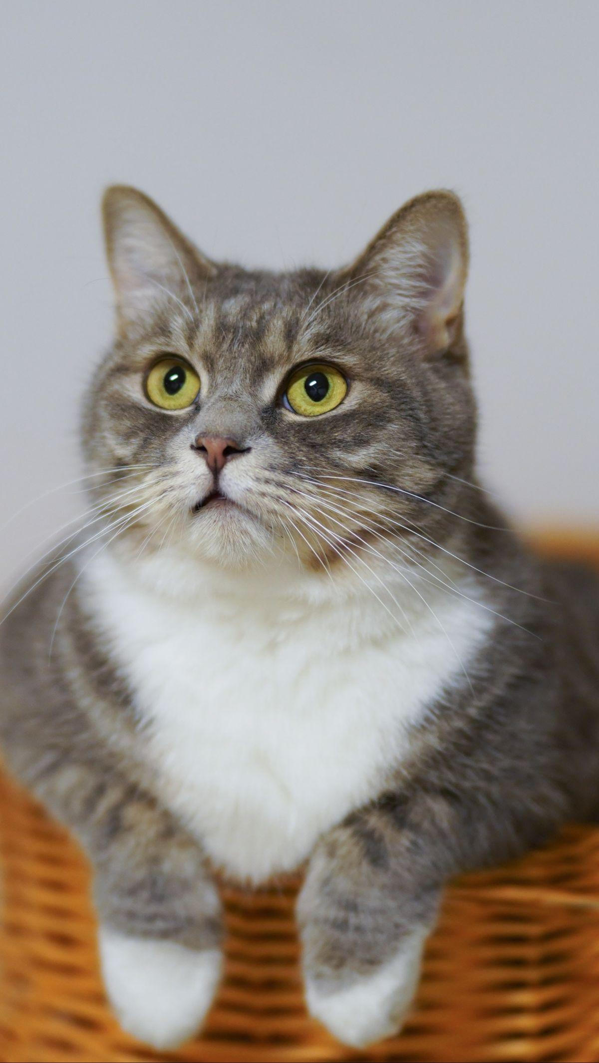 Nama Kucing Bahasa Jepang Betina<br>