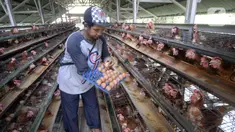 Peternak ayam petelur Madsai (41) mengambil telur yang siap dikirim ke pasar di Desa Pengasinan, Gunung Sindur, Kabupaten Bogor, Jawa Barat, Selasa (6/10/2020). Harga telur eceran sempat mencapai Rp 24 ribu per kilogram, sekarang turun Rp 18,500 per kilogram. (merdeka.com/Dwi Narwoko)