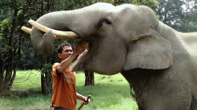 Gajah
