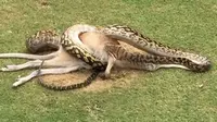 Hii...Ular Phyton Australia Ini Telan Bulat-bulat Kanguru (Robert Willemse/Diambil dari BBC)