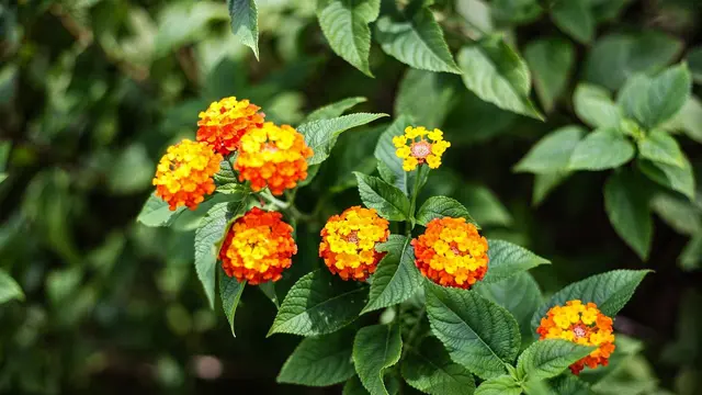 bunga lantana
