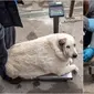 Anjing liar menderita obesitas ekstrem, beratnya hampir 100 kilogram. (Sumber: Oddity Central)