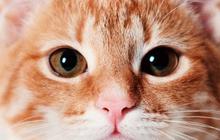 Mitos Memelihara Kucing, Dianggap Penambah Rezeki hingga Pembawa Sial