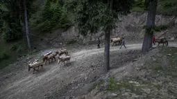 Penduduk desa Kashmir berjalan bersama kuda mereka membawa kayu yang dikumpulkan dari hutan terdekat di Tosamaidan barat daya Srinagar, Kashmir yang dikuasai India, Senin (21/6/2021). Padang rumput Tosamaidan ini dulunya merupakan tempat tembak artileri tentara India. (AP Photo/Dar Yasin)